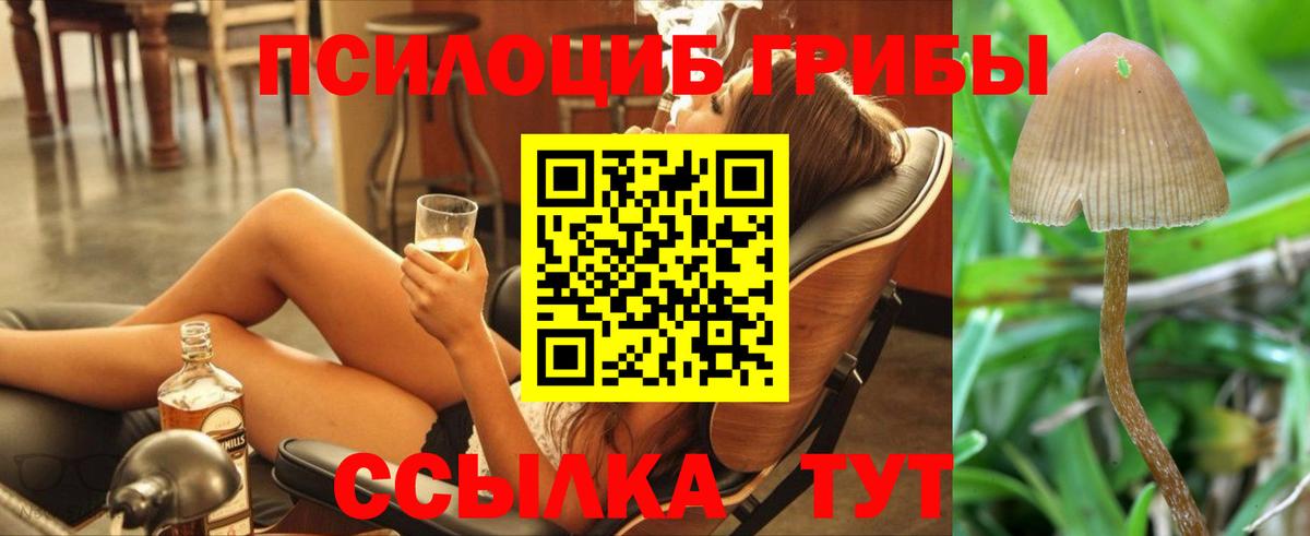 Галлюциногенные грибы Psilocybe Тихвин